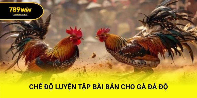 Chế độ luyện tập bài bản cho gà đá độ