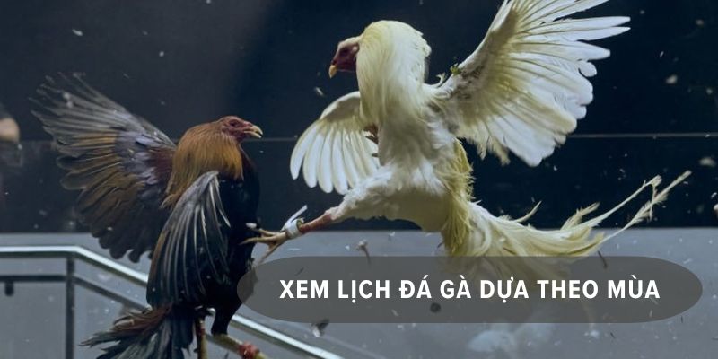 Sơ lược tổng quan về thắc mắc hôm nay đá gà màu nào mạnh