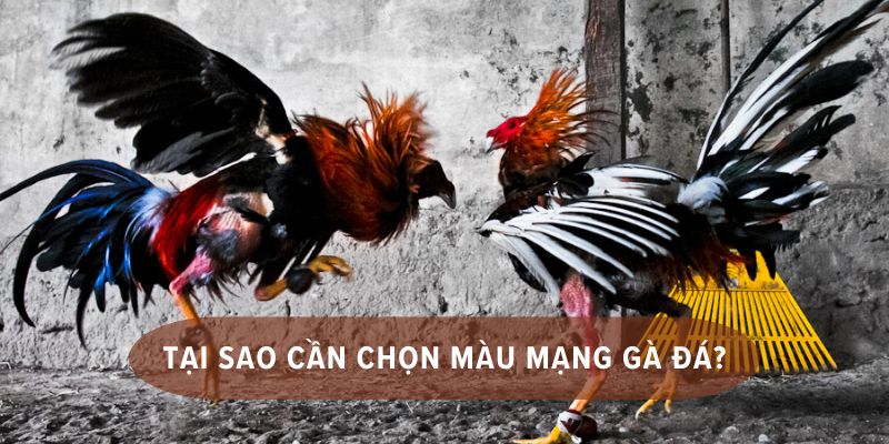 Tham khảo hướng dẫn xem hôm nay đá gà màu nào mạnh chuẩn sư kê
