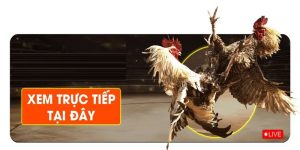 Trực tiếp đá gà