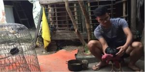 Cách om gà chọi