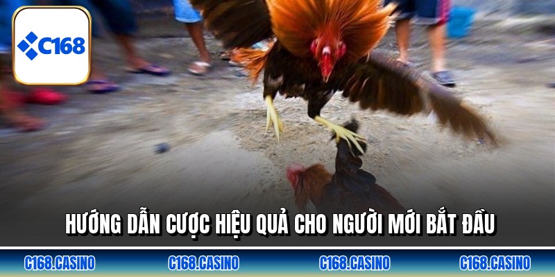 Hướng dẫn cược hiệu quả cho người mới bắt đầu