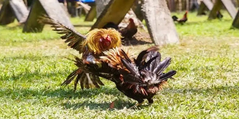 Khám phá sân chơi đá gà trực tiếp C2
