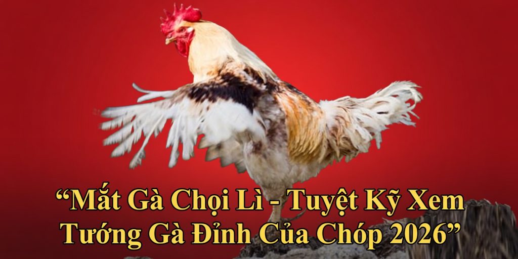 Mắt gà chọi lì