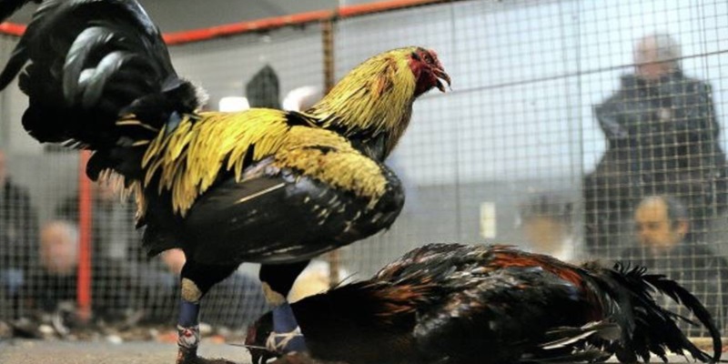 Khái quát chung về sảnh chơi Odin Gamecock đến anh em